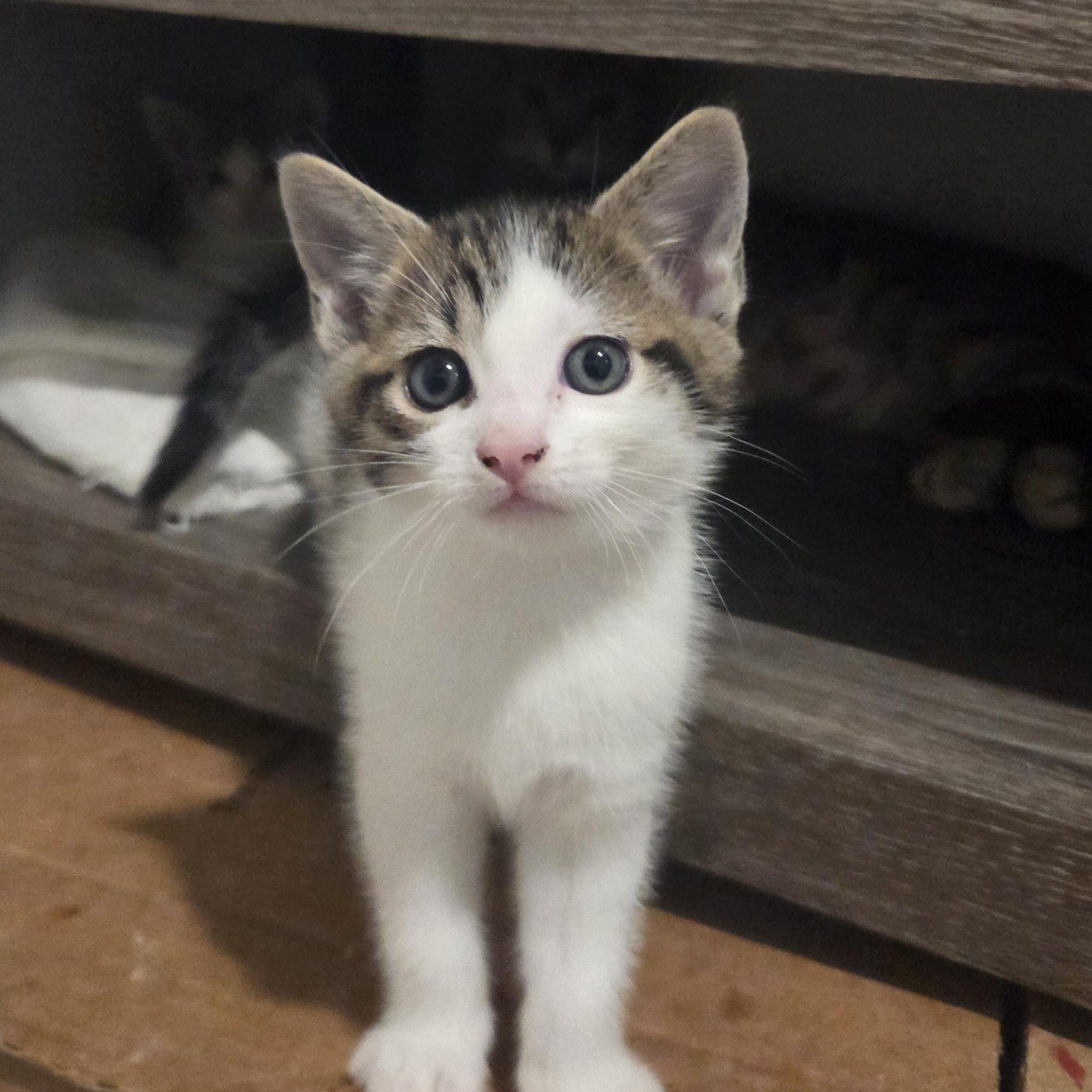 Guac, an adopted mixed breed in Hyattsville, MD image 1/5