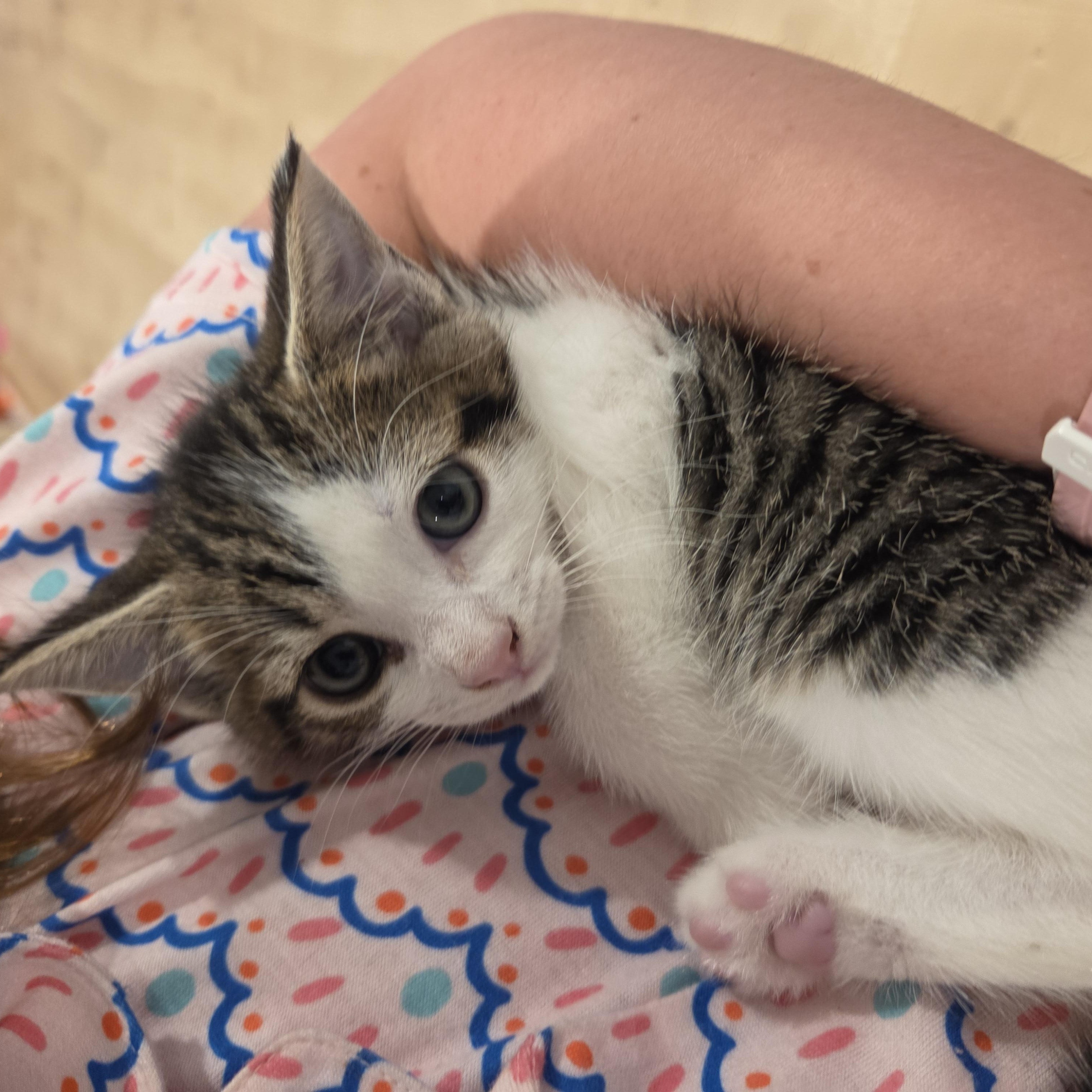 Guac, an adopted mixed breed in Hyattsville, MD image 4/5