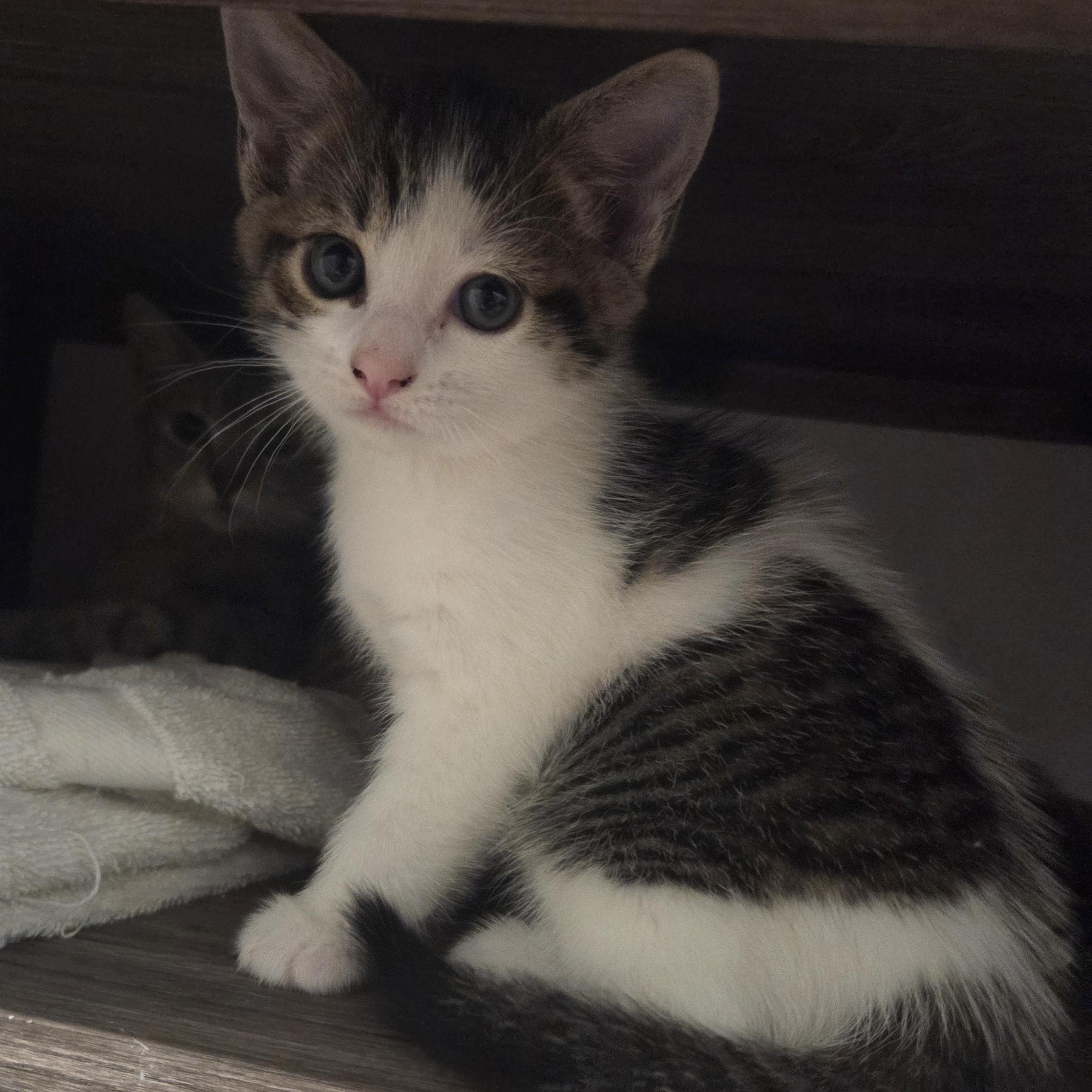 Guac, an adopted mixed breed in Hyattsville, MD image 3/5