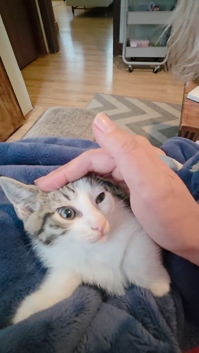 Enlarge Guac, an adopted mixed breed in Hyattsville, MD video 2/5