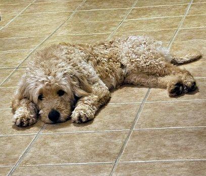 Enlarge Kirby, a ADOPTABLE mixed breed in Bedford Hills, NY image 4/4