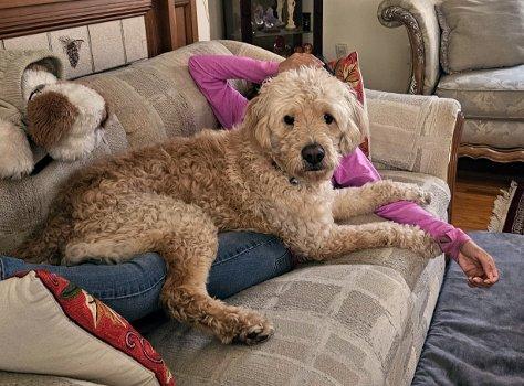 Enlarge Kirby, a ADOPTABLE mixed breed in Bedford Hills, NY image 3/4