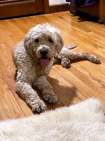 Enlarge Kirby, a ADOPTABLE mixed breed in Bedford Hills, NY image 1/4