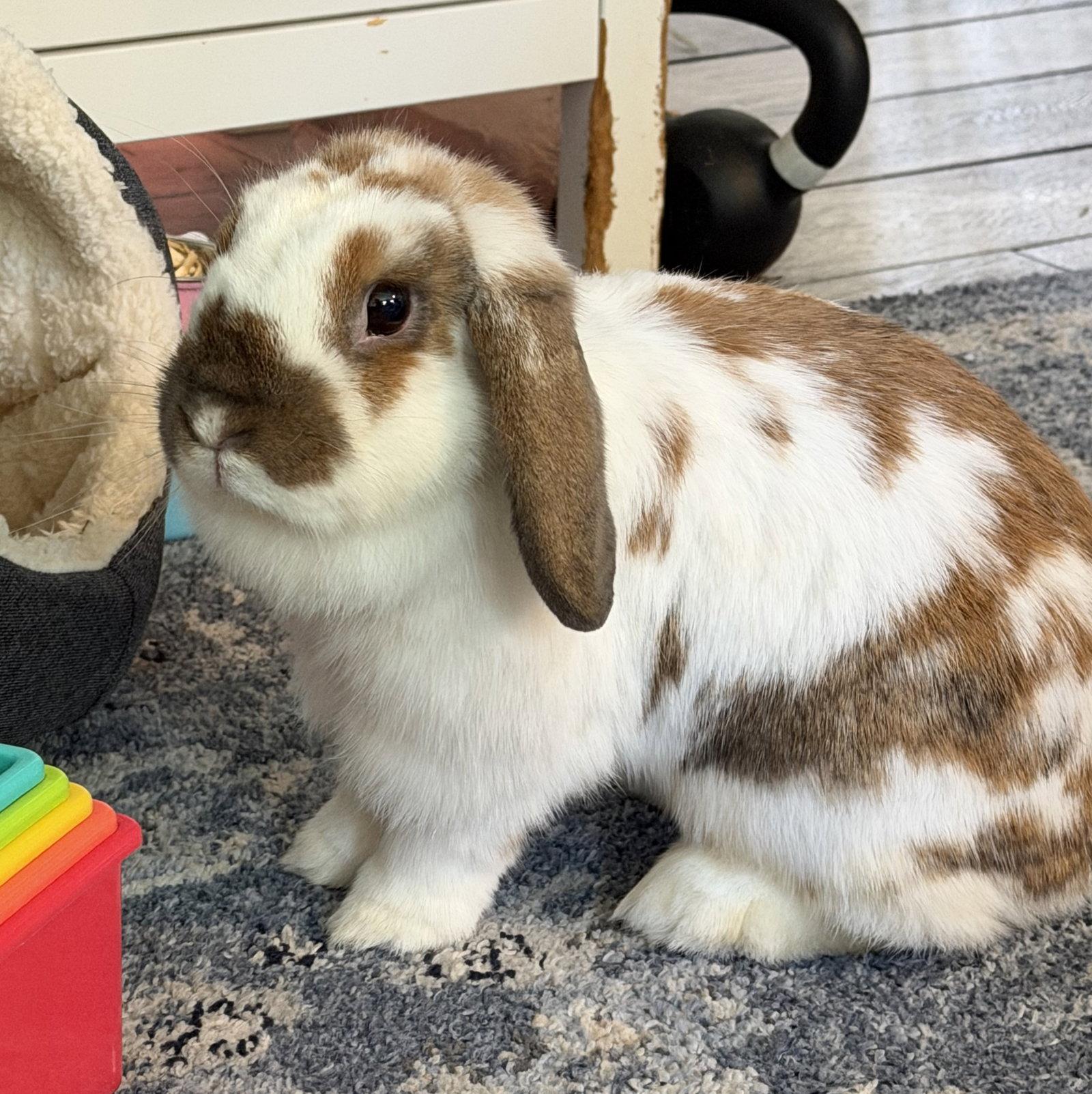 Momo, Adoptable, Adult Female Mini Lop.
