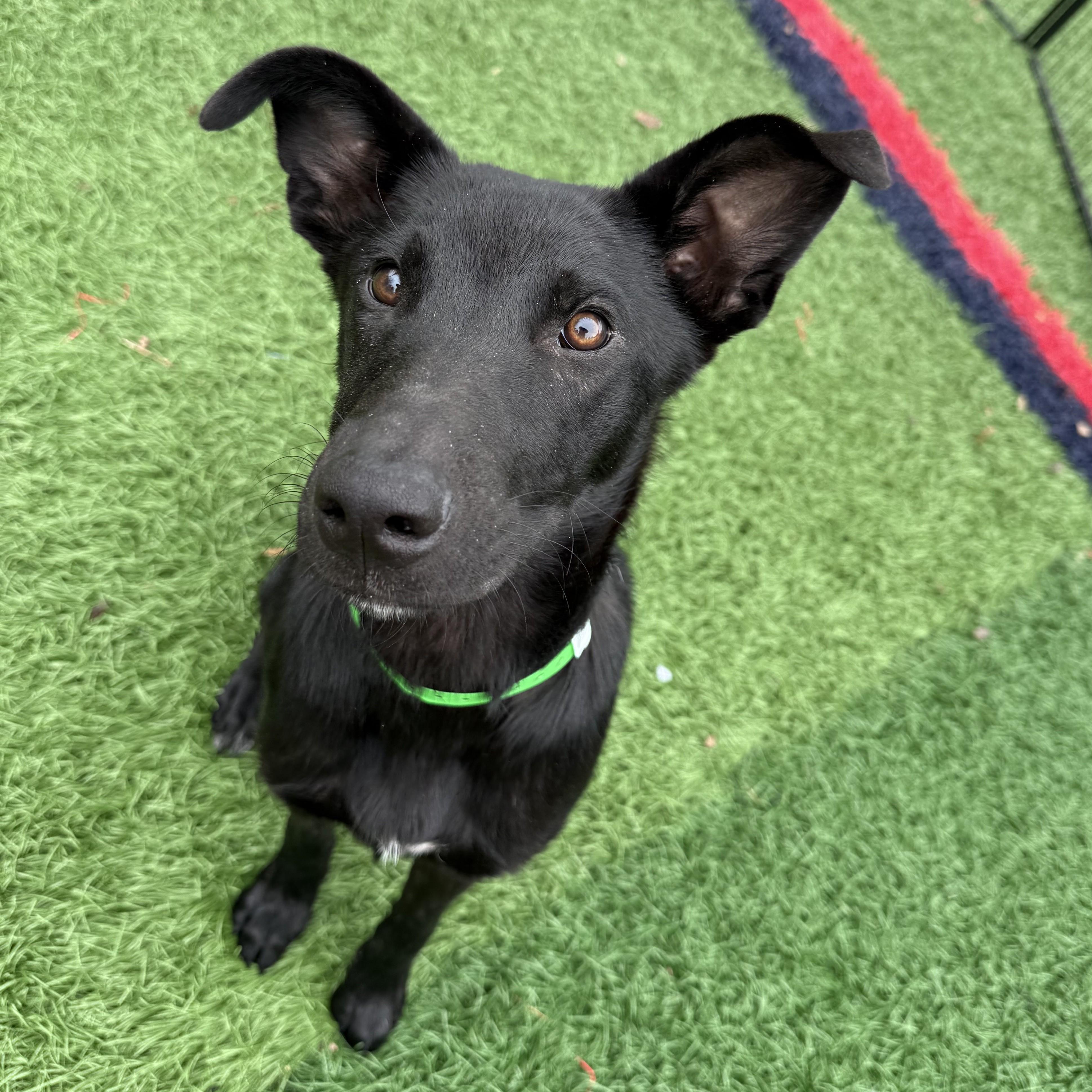 Tas *HERE IN NH*, a ADOPTABLE Mixed Breed in Northwood, NH image 4/4