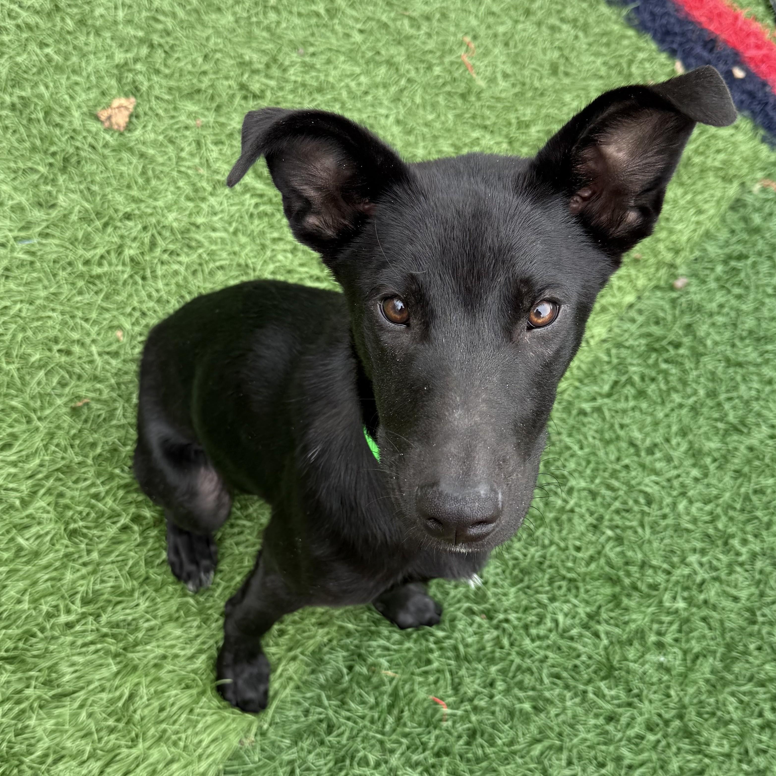Tas *HERE IN NH*, ADOPTABLE, Puppy Male Mixed Breed.