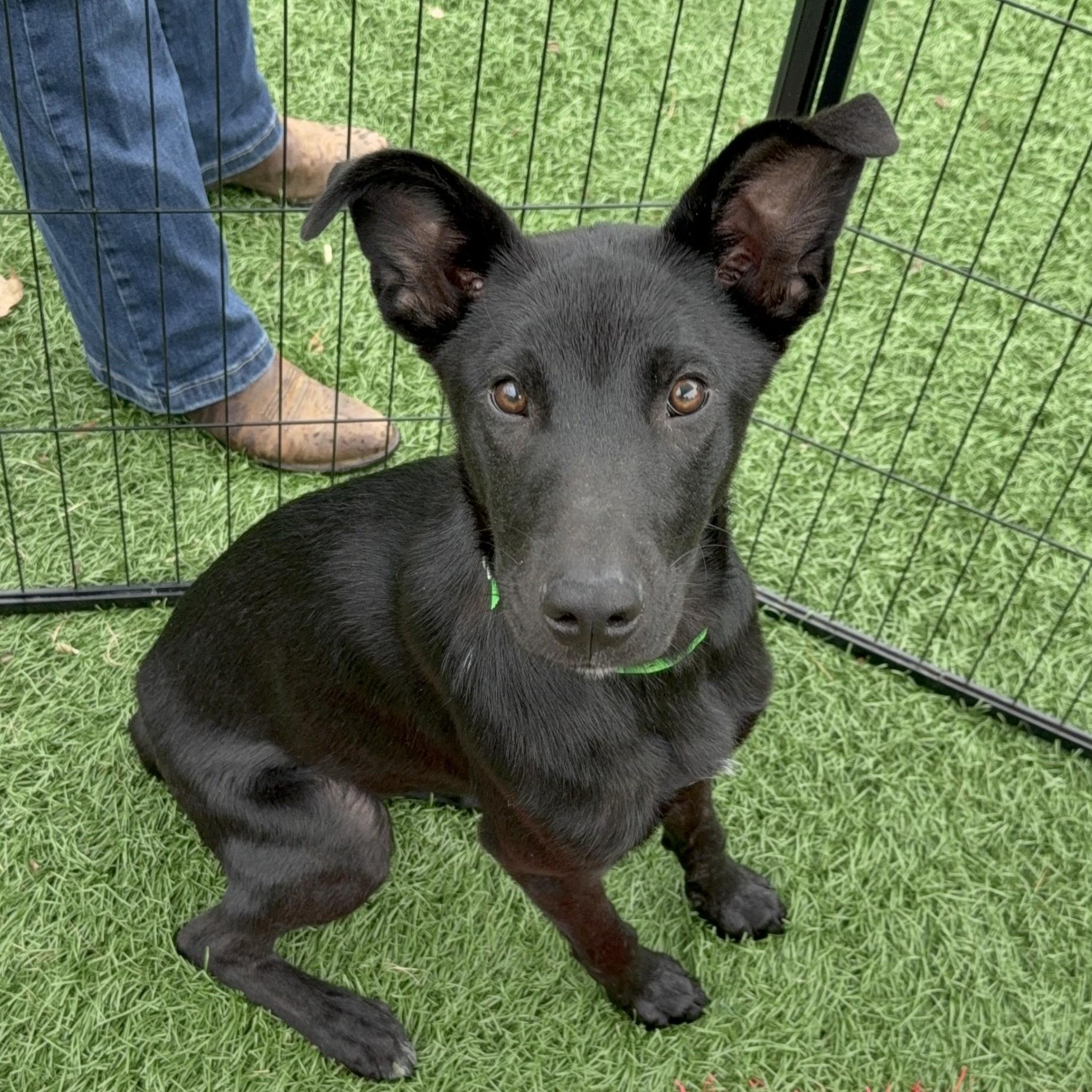 Tas *HERE IN NH*, a ADOPTABLE Mixed Breed in Northwood, NH image 3/4
