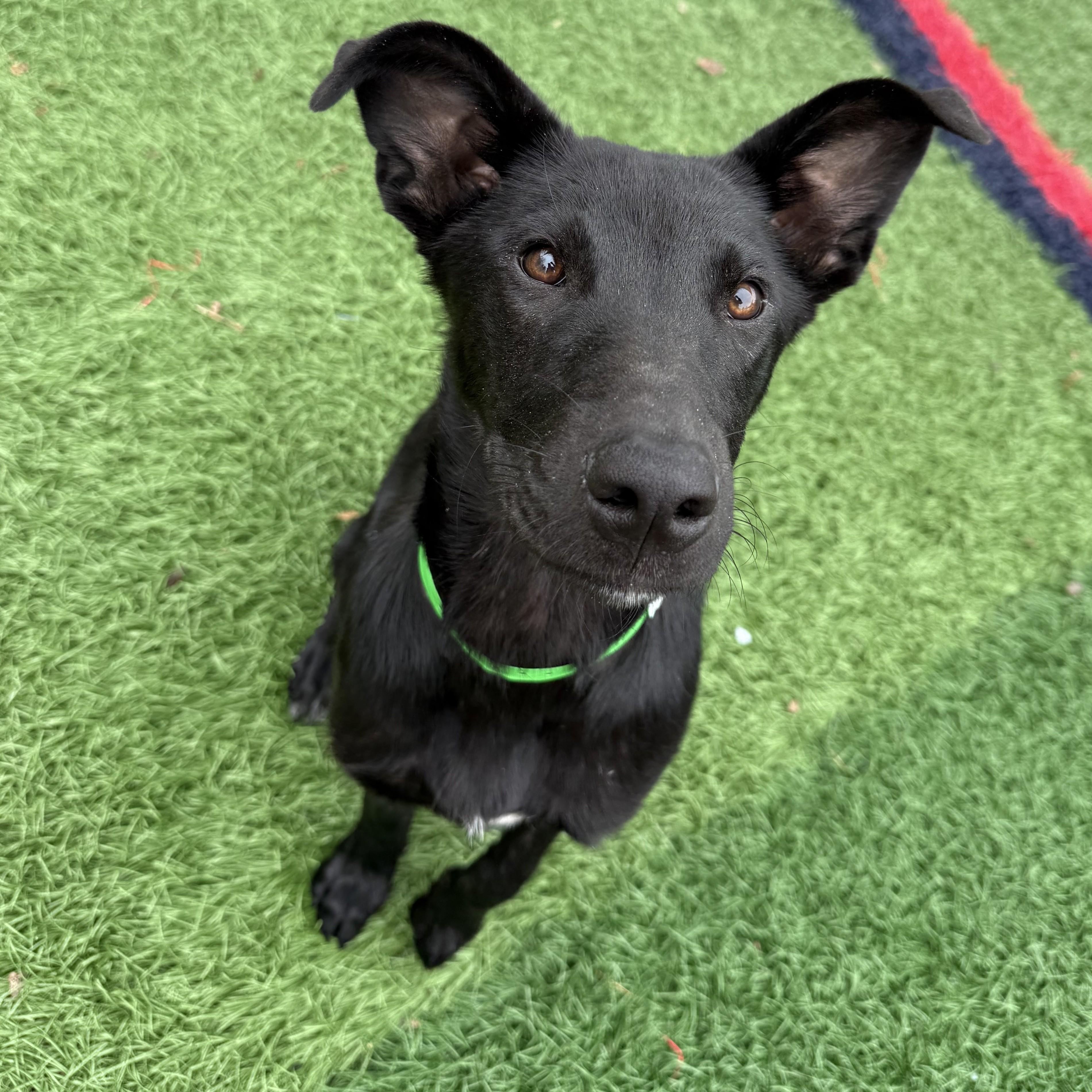 Tas *HERE IN NH*, a ADOPTABLE Mixed Breed in Northwood, NH image 2/4