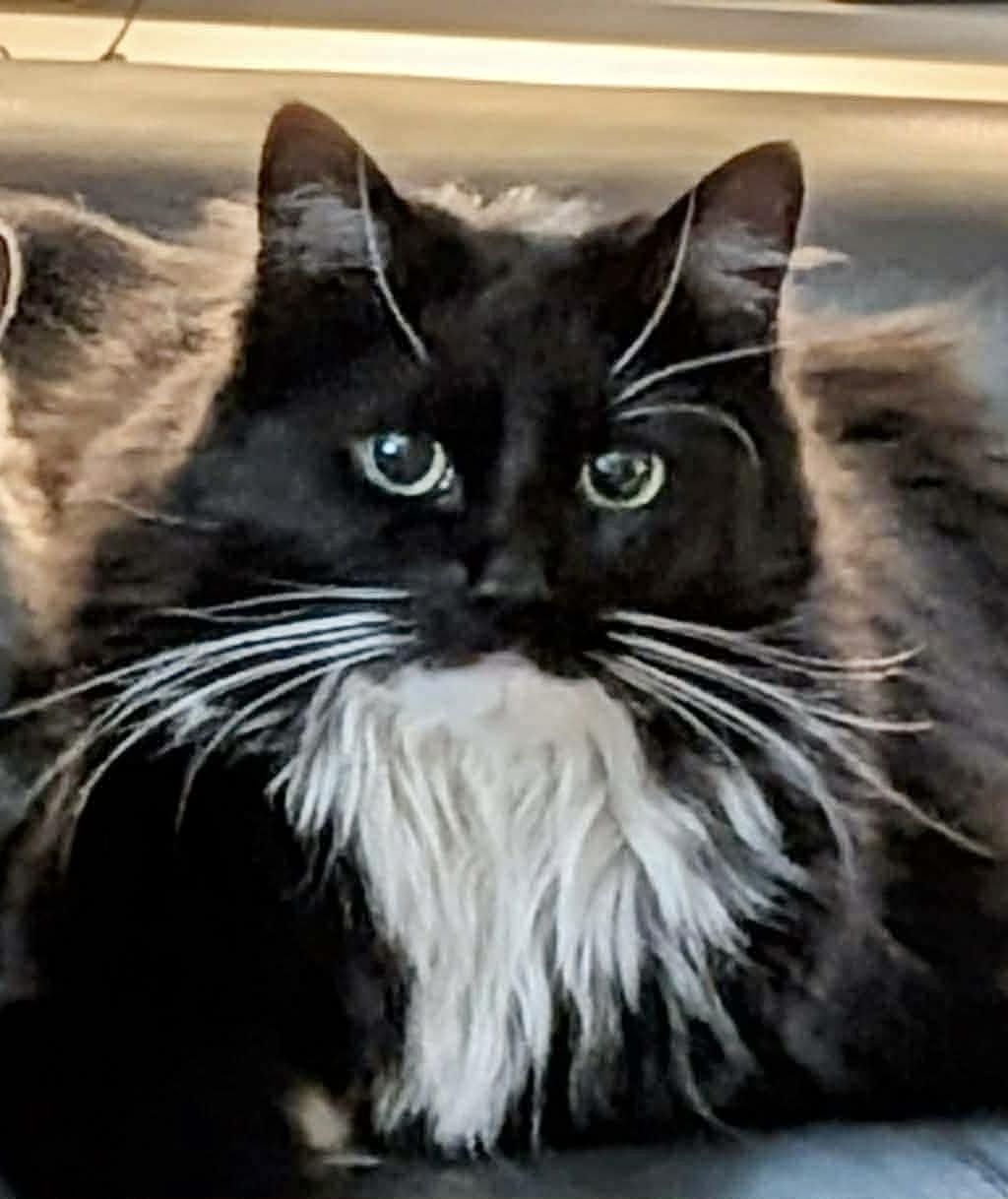 Luna, an adopted Domestic Long Hair in Ottawa, ON image 2/6