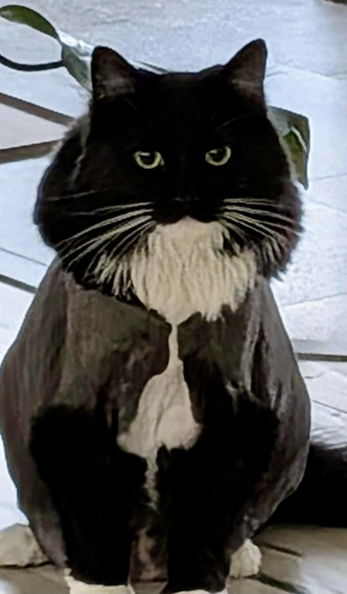 Luna, an adopted Domestic Long Hair in Ottawa, ON image 6/6