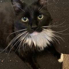 Luna, an adopted Domestic Long Hair in Ottawa, ON image 3/6