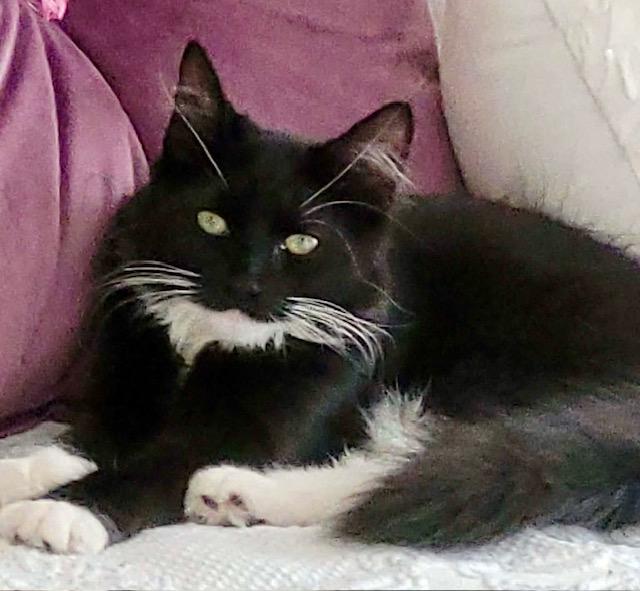 Luna, an adopted Domestic Long Hair in Ottawa, ON image 5/6