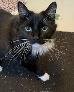 Luna, an adopted Domestic Long Hair in Ottawa, ON image 4/6