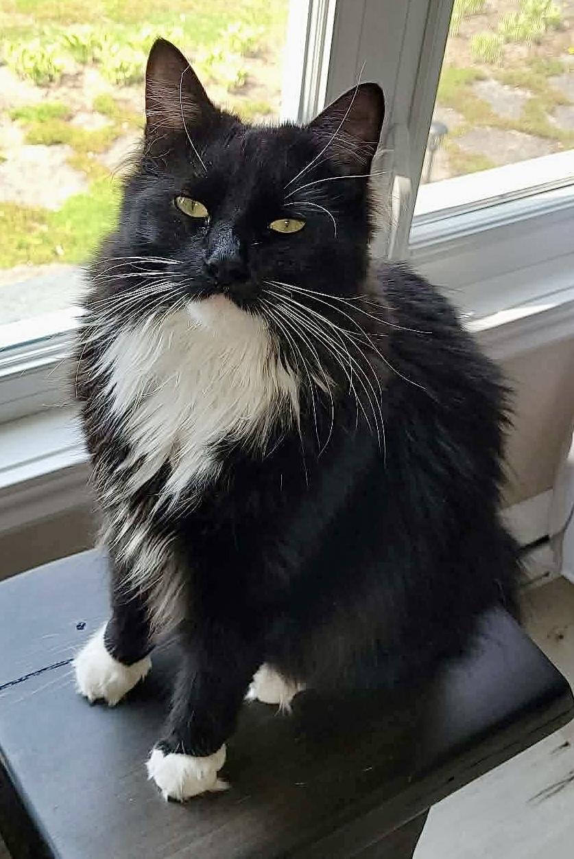 Luna, adopted, Adult Female Domestic Long Hair.