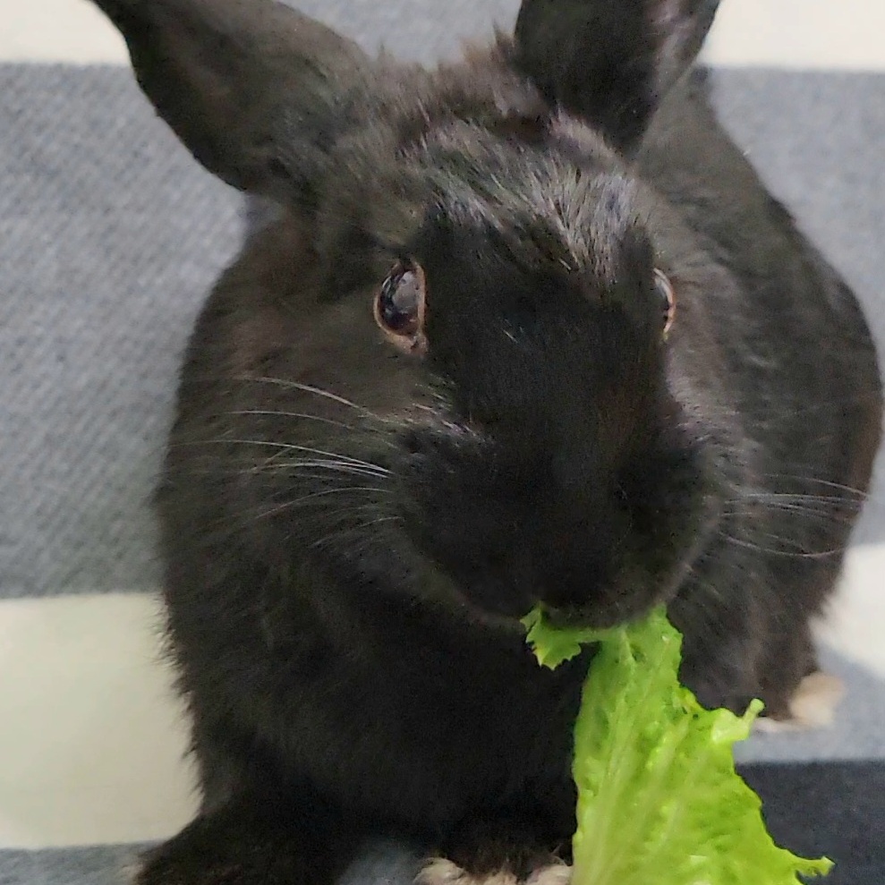 Enlarge Wednesday, a Adopted mixed breed in Pittsburgh, PA image 4/4