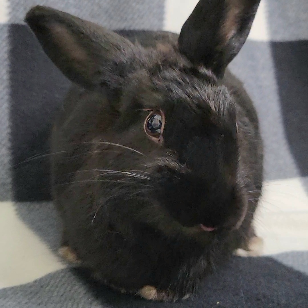 Enlarge Wednesday, a Adopted mixed breed in Pittsburgh, PA image 1/4