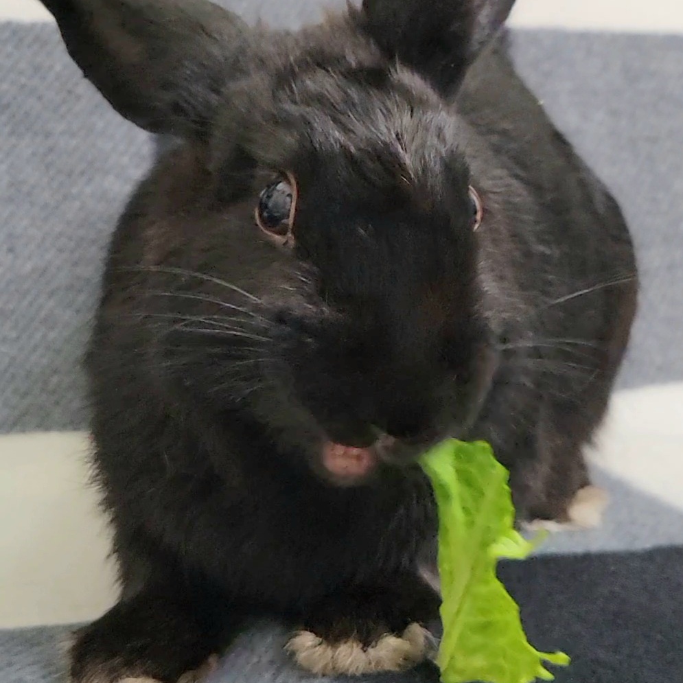 Enlarge Wednesday, a Adopted mixed breed in Pittsburgh, PA image 2/4