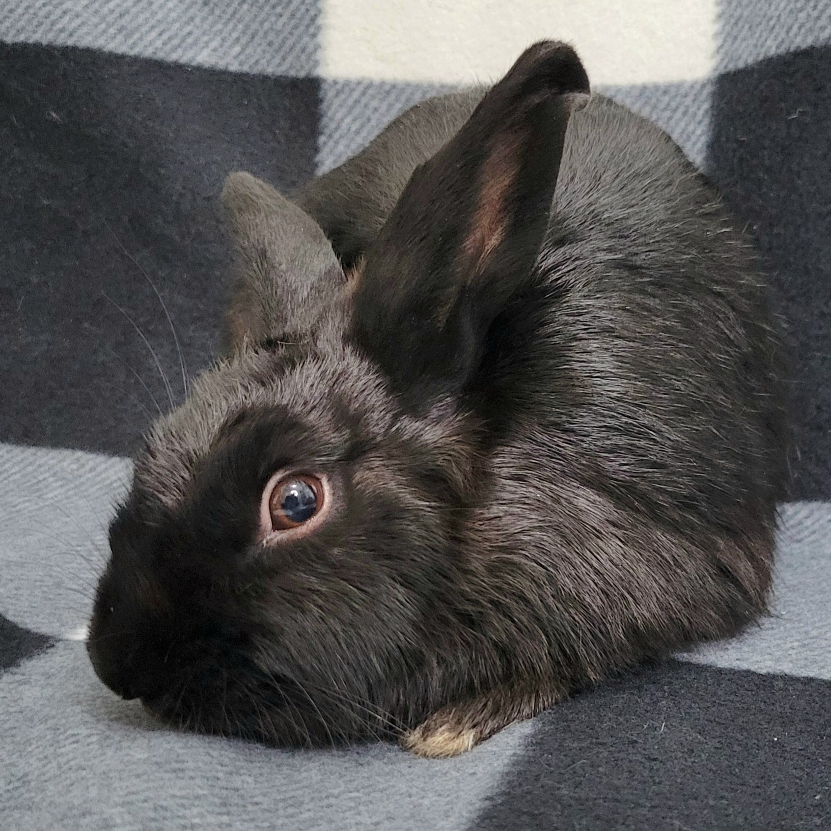 Enlarge Wednesday, a Adopted mixed breed in Pittsburgh, PA image 3/4