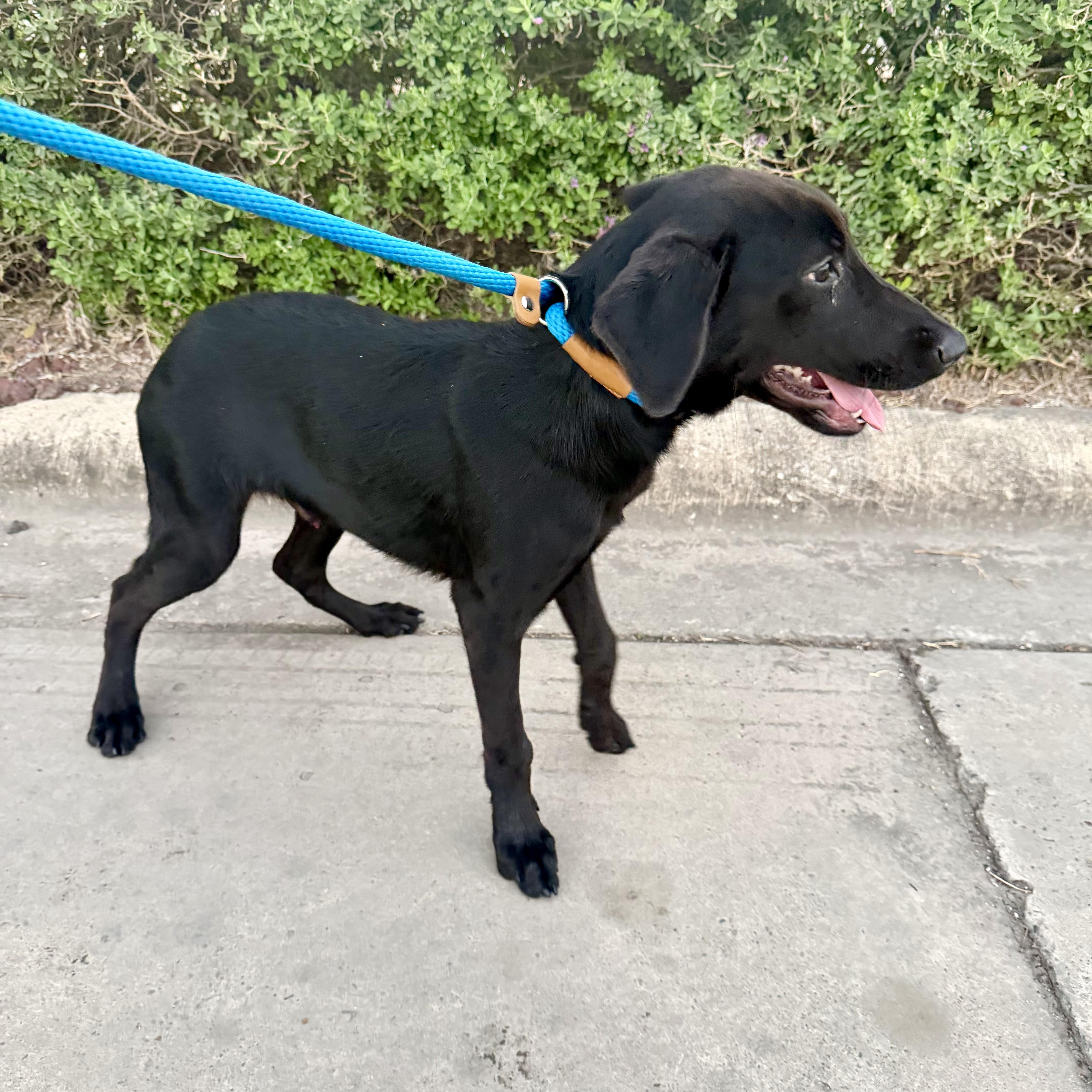 Enlarge Archie, a Adoptable mixed breed in Pittsburgh, PA image 3/4