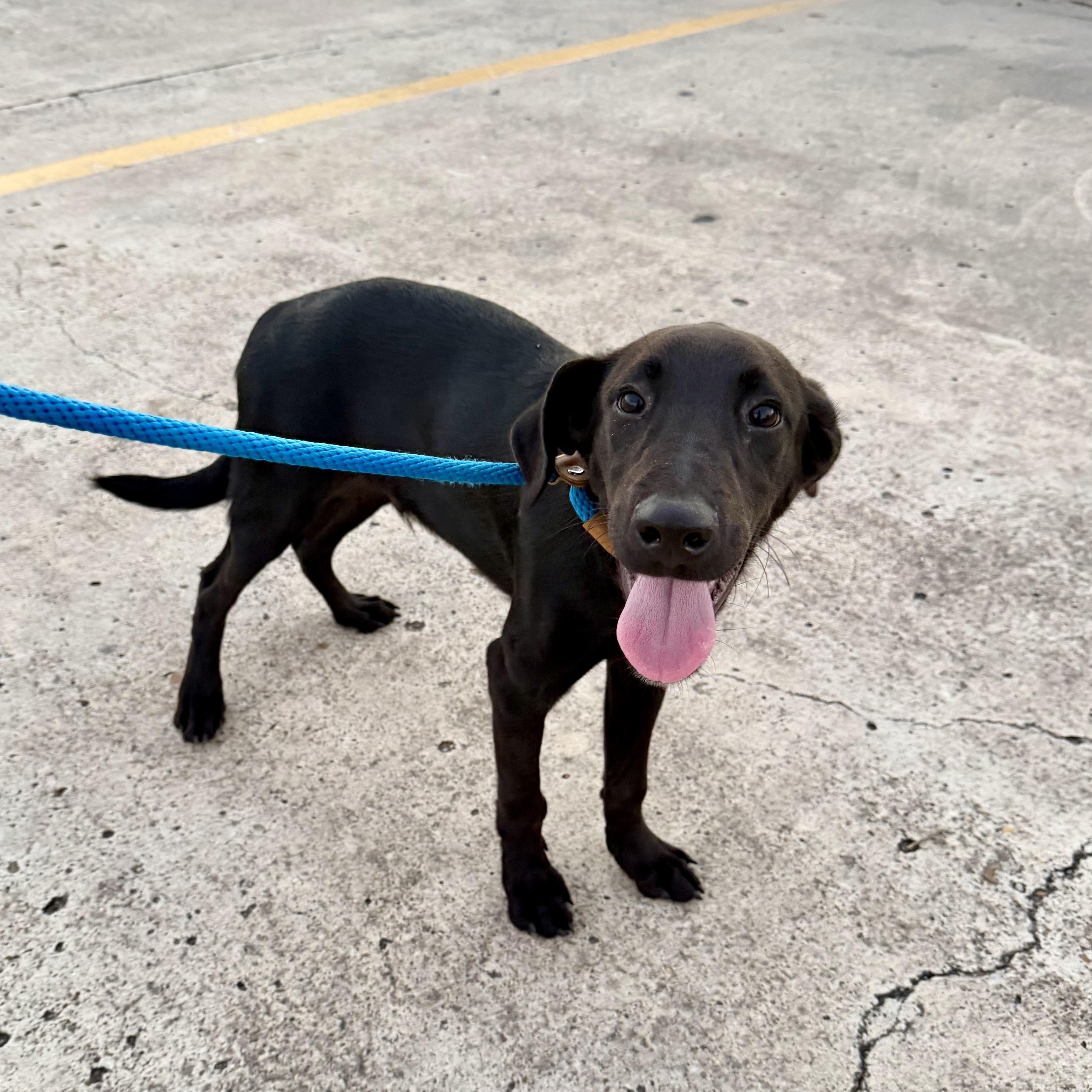 Enlarge Archie, a Adoptable mixed breed in Pittsburgh, PA image 2/4