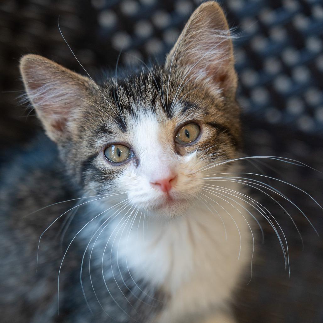 Dale, a Adoptable Domestic Short Hair in Durango, CO image 1/3