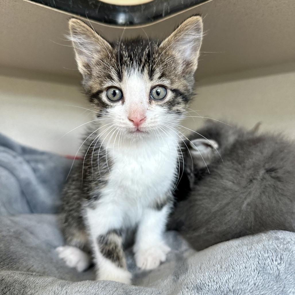 Dale, a Adoptable Domestic Short Hair in Durango, CO image 2/3