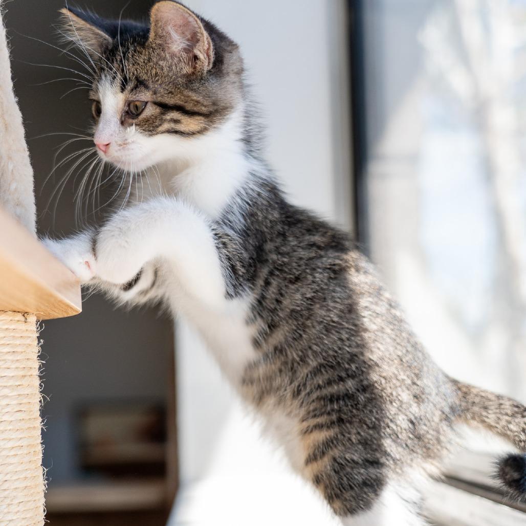 Dale, a Adoptable Domestic Short Hair in Durango, CO image 3/3