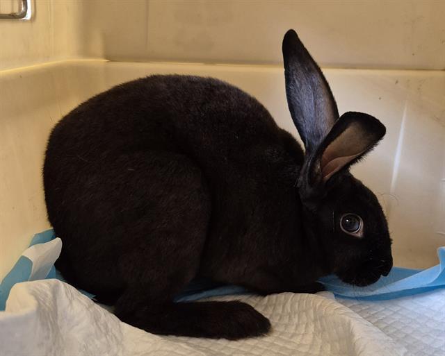 BUTTER, Adoptable, Young Female Rex.