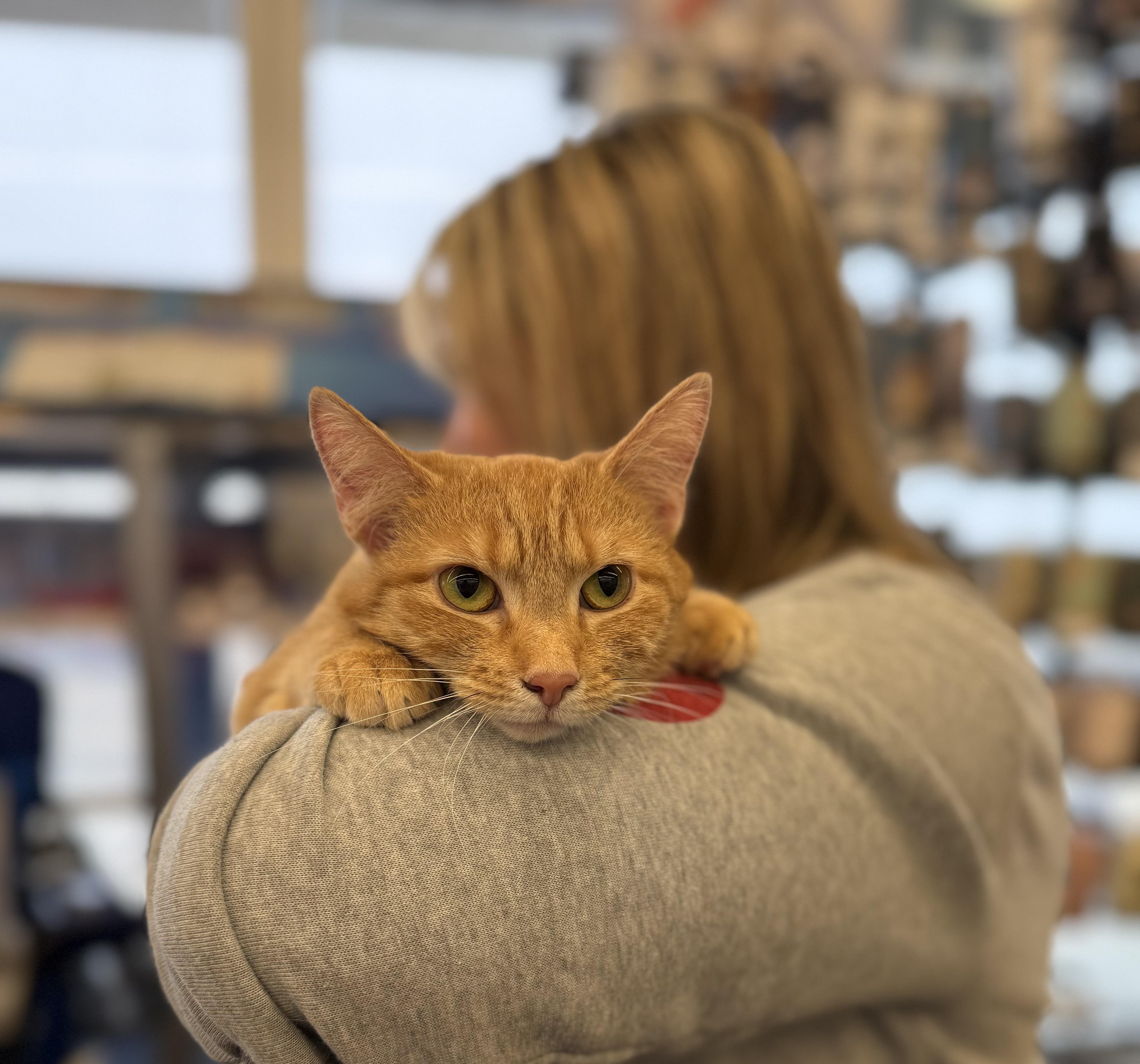 Enlarge Sweet Girl, a ADOPTABLE Domestic Short Hair in Corydon, IN image 2/4