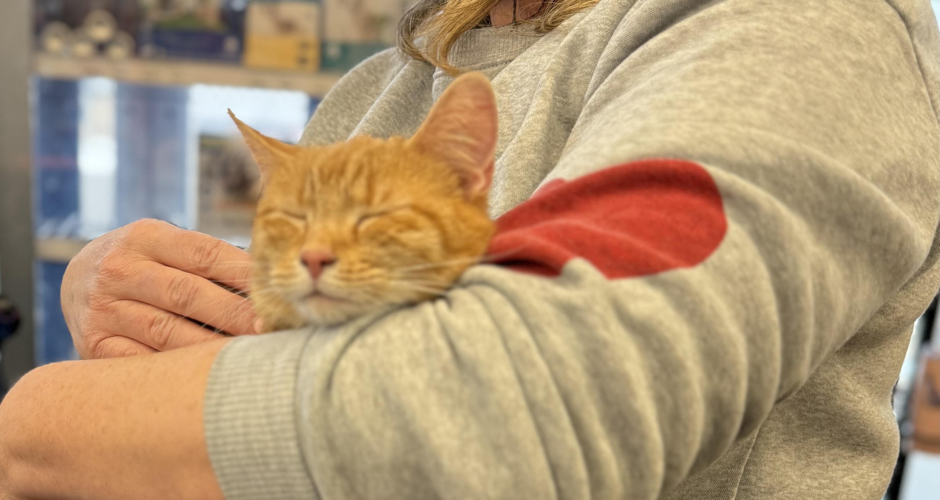 Enlarge Sweet Girl, a ADOPTABLE Domestic Short Hair in Corydon, IN image 4/4