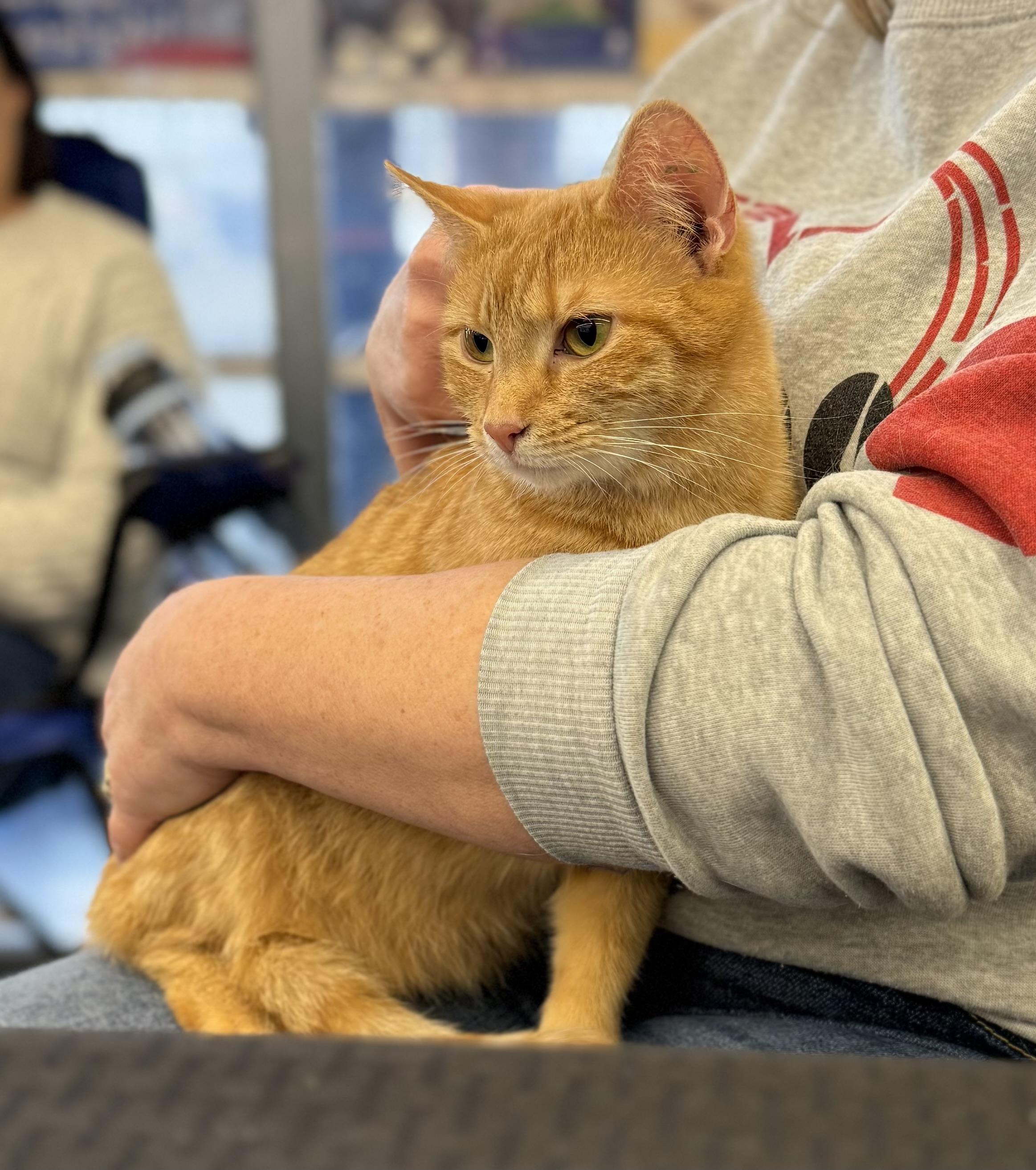 Enlarge Sweet Girl, a ADOPTABLE Domestic Short Hair in Corydon, IN image 3/4