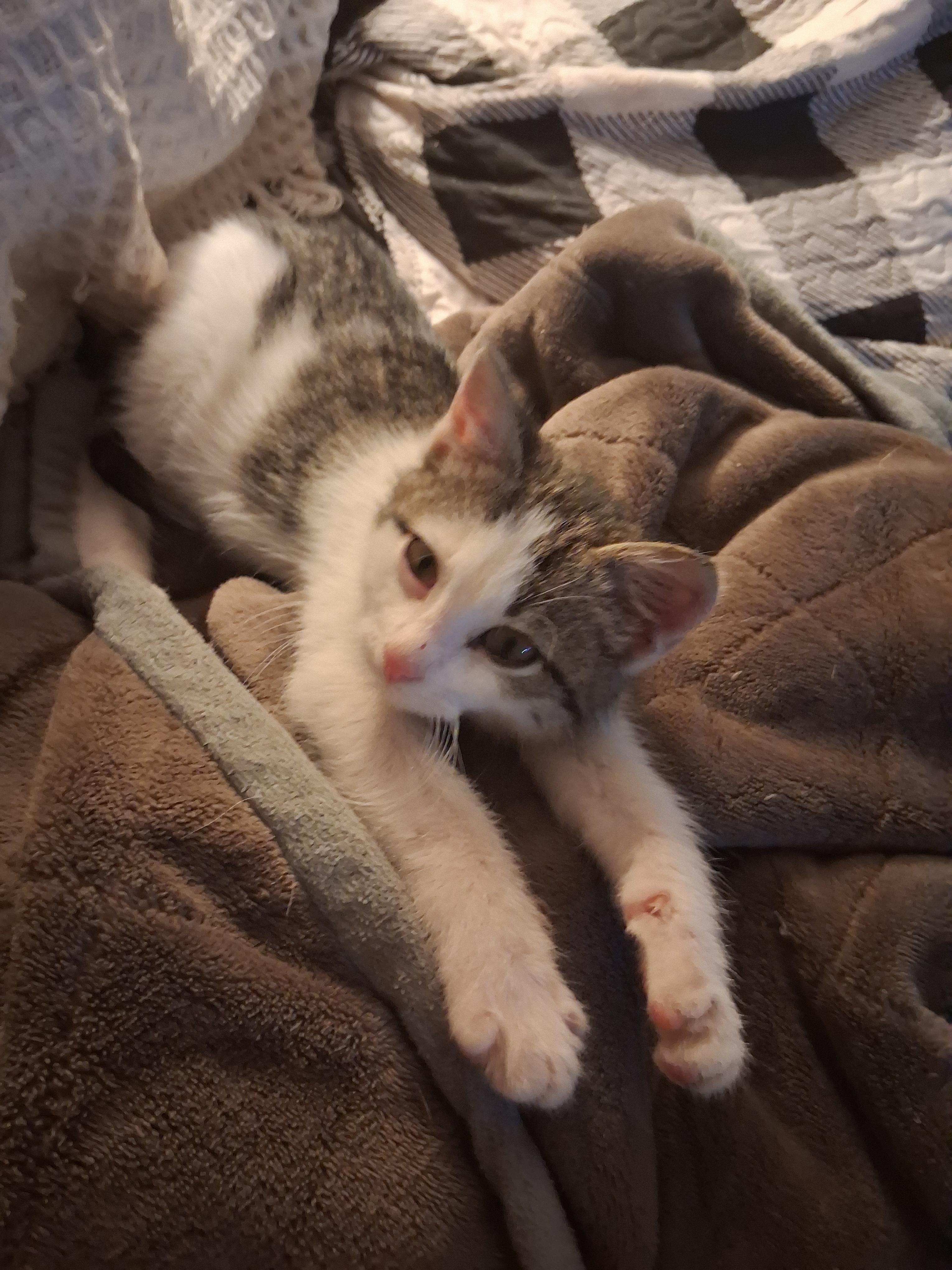 Pretty girl, ADOPTABLE, Kitten Female American Shorthair.