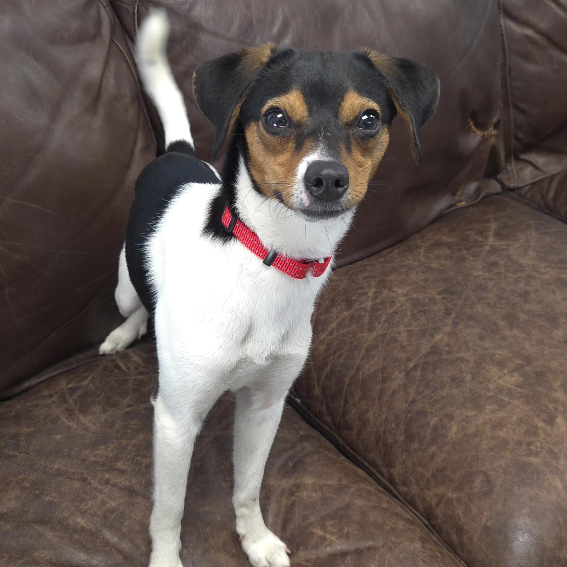 Enlarge Tiny, an adopted mixed breed in Marshfield, WI image 4/6