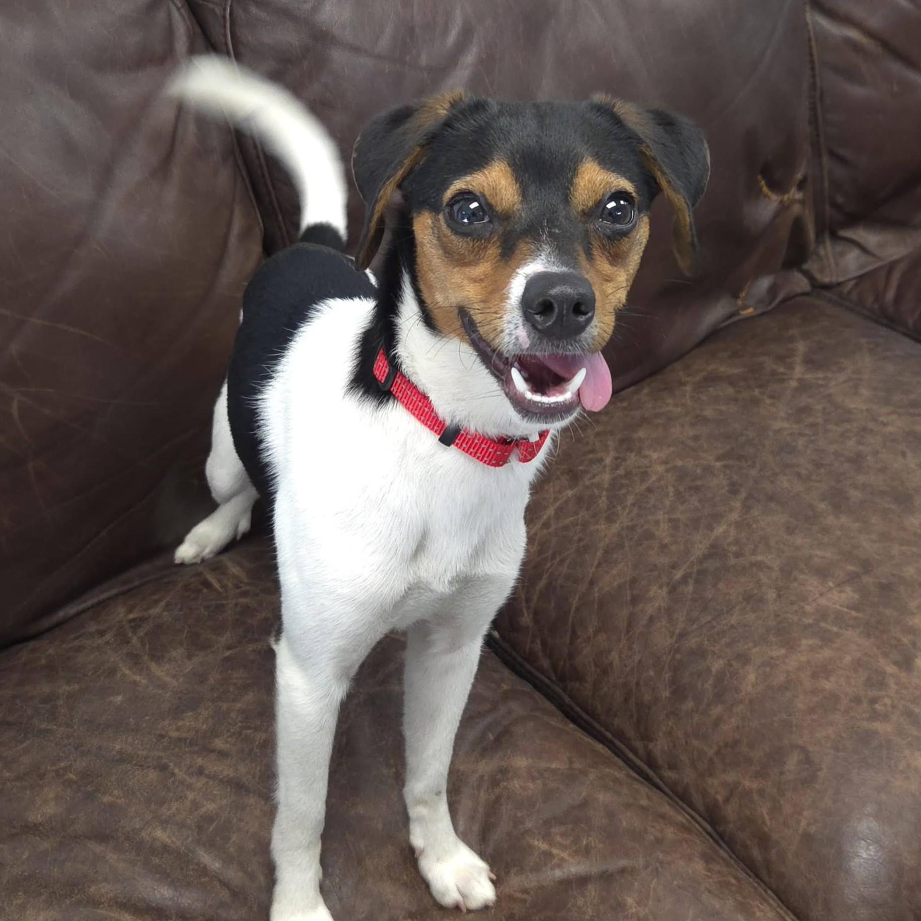 Enlarge Tiny, an adopted mixed breed in Marshfield, WI image 1/6
