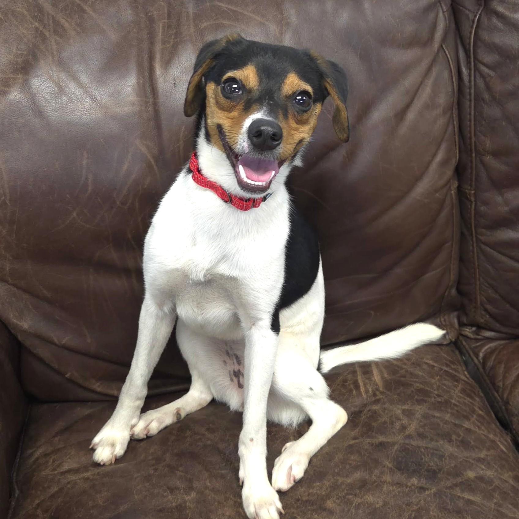 Enlarge Tiny, an adopted mixed breed in Marshfield, WI image 5/6