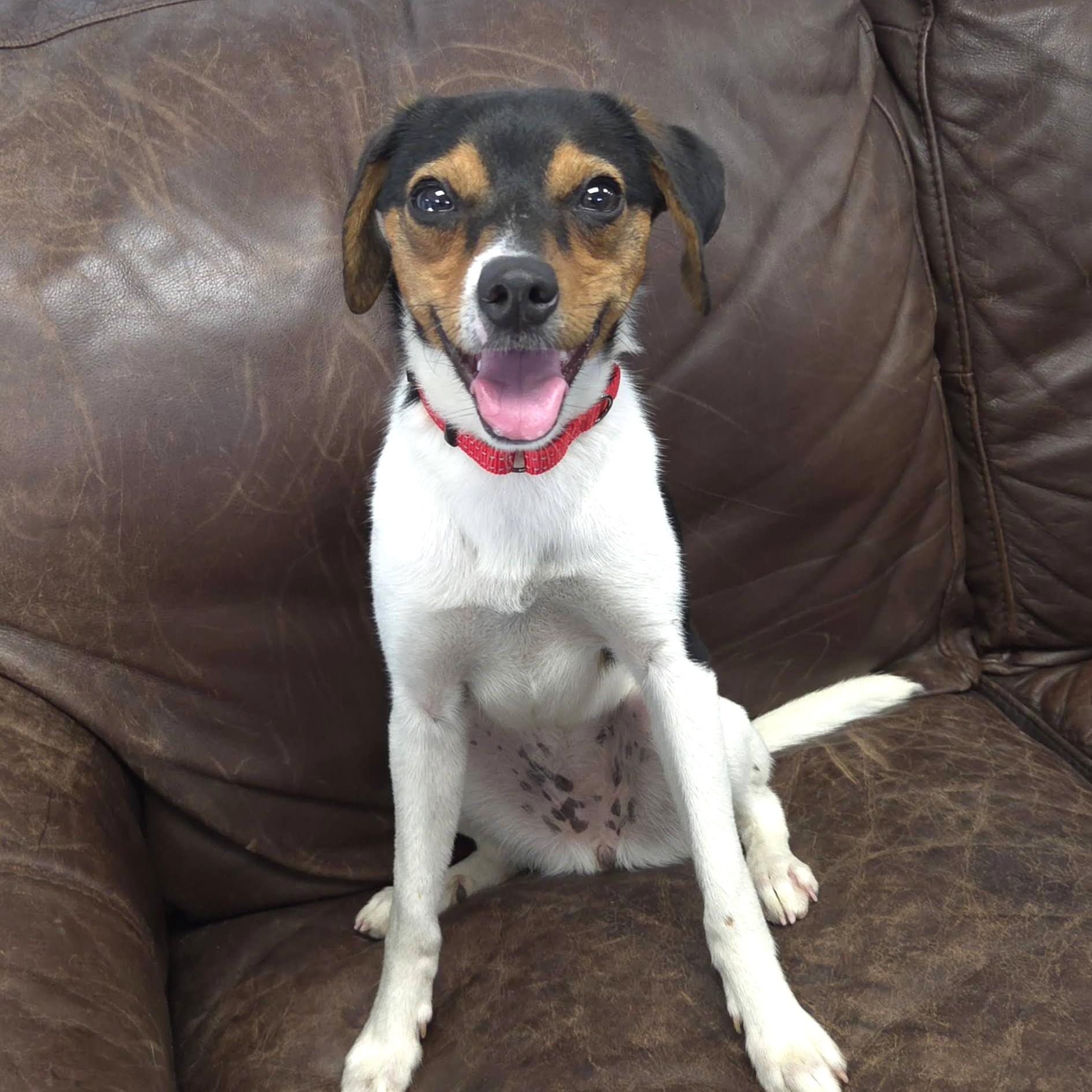 Enlarge Tiny, an adopted mixed breed in Marshfield, WI image 2/6