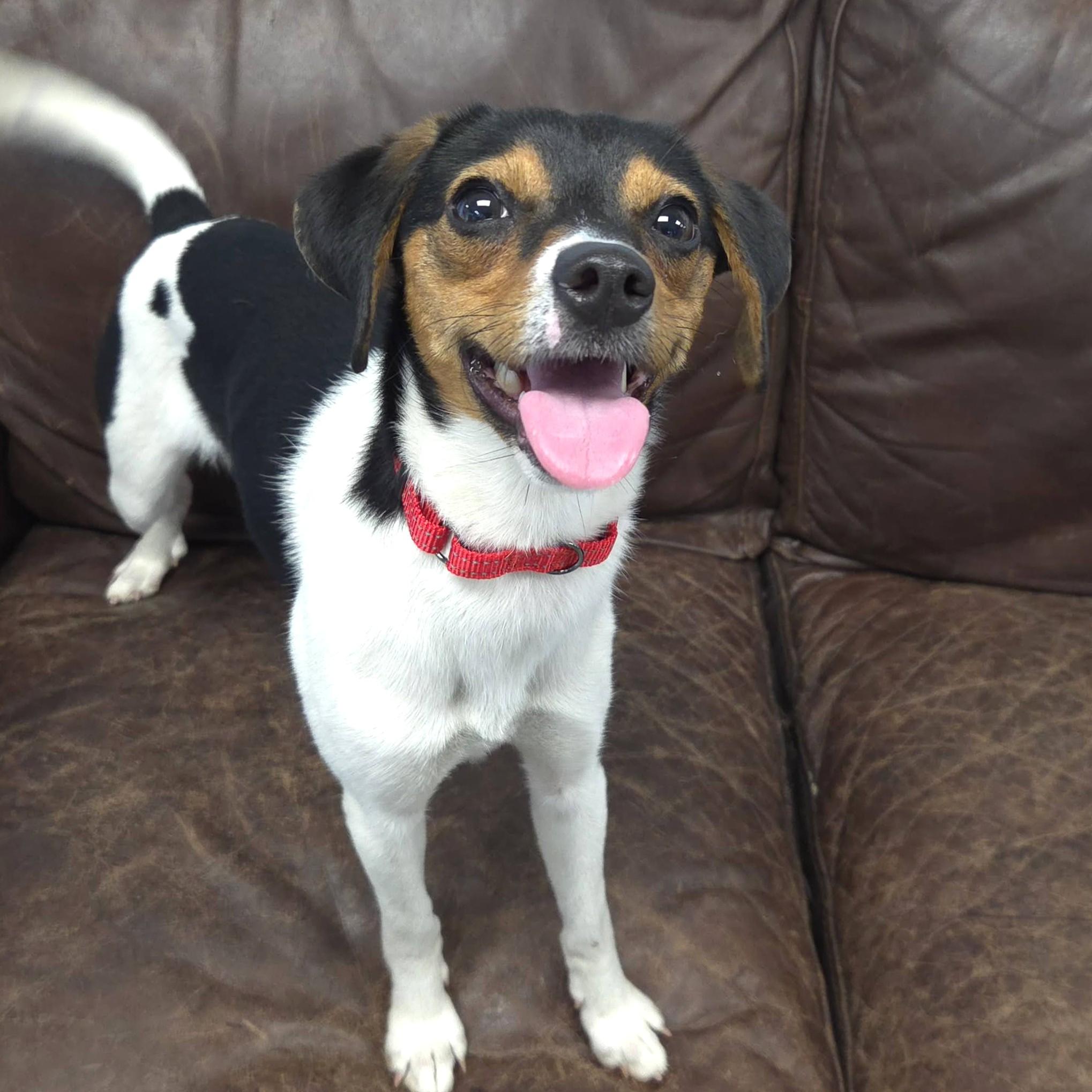 Enlarge Tiny, an adopted mixed breed in Marshfield, WI image 3/6