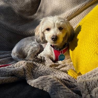 Joy, Adoptable, Adult Female Maltese.
