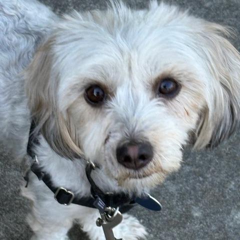 Enlarge Joy, a Adoptable Maltese in Pacifica, CA image 2/6