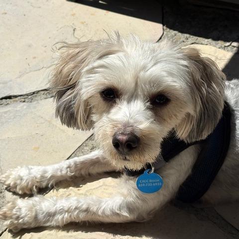Enlarge Joy, a Adoptable Maltese in Pacifica, CA image 3/6