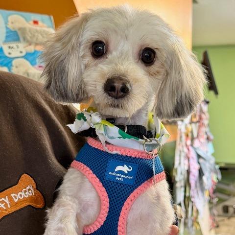 Joy, Adoptable, Adult Female Maltese.