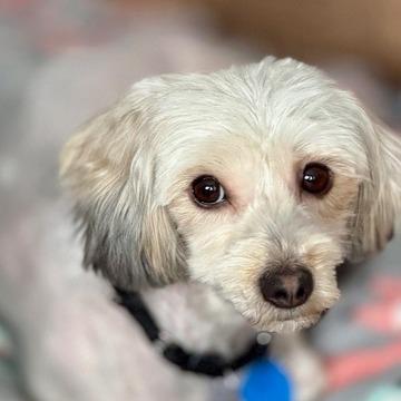 Enlarge Joy, a Adoptable Maltese in Pacifica, CA image 2/3