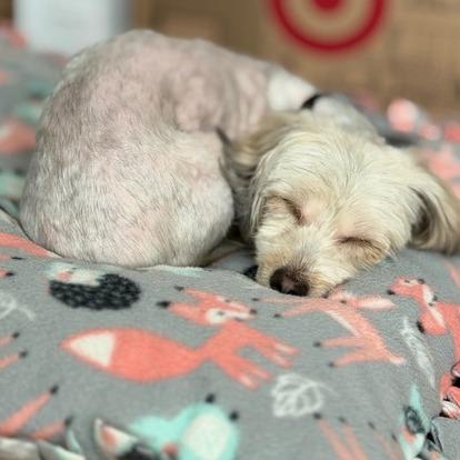 Enlarge Joy, a Adoptable Maltese in Pacifica, CA image 3/3