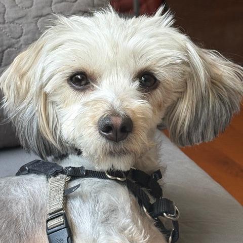 Enlarge Joy, a Adoptable Maltese in Pacifica, CA image 6/6