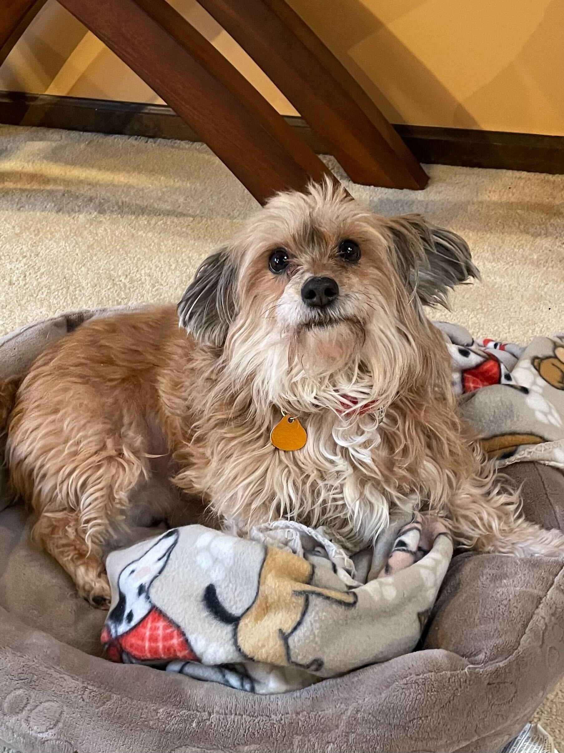 Enlarge July (aka Juju), a Adoptable mixed breed in Scituate, MA image 3/3