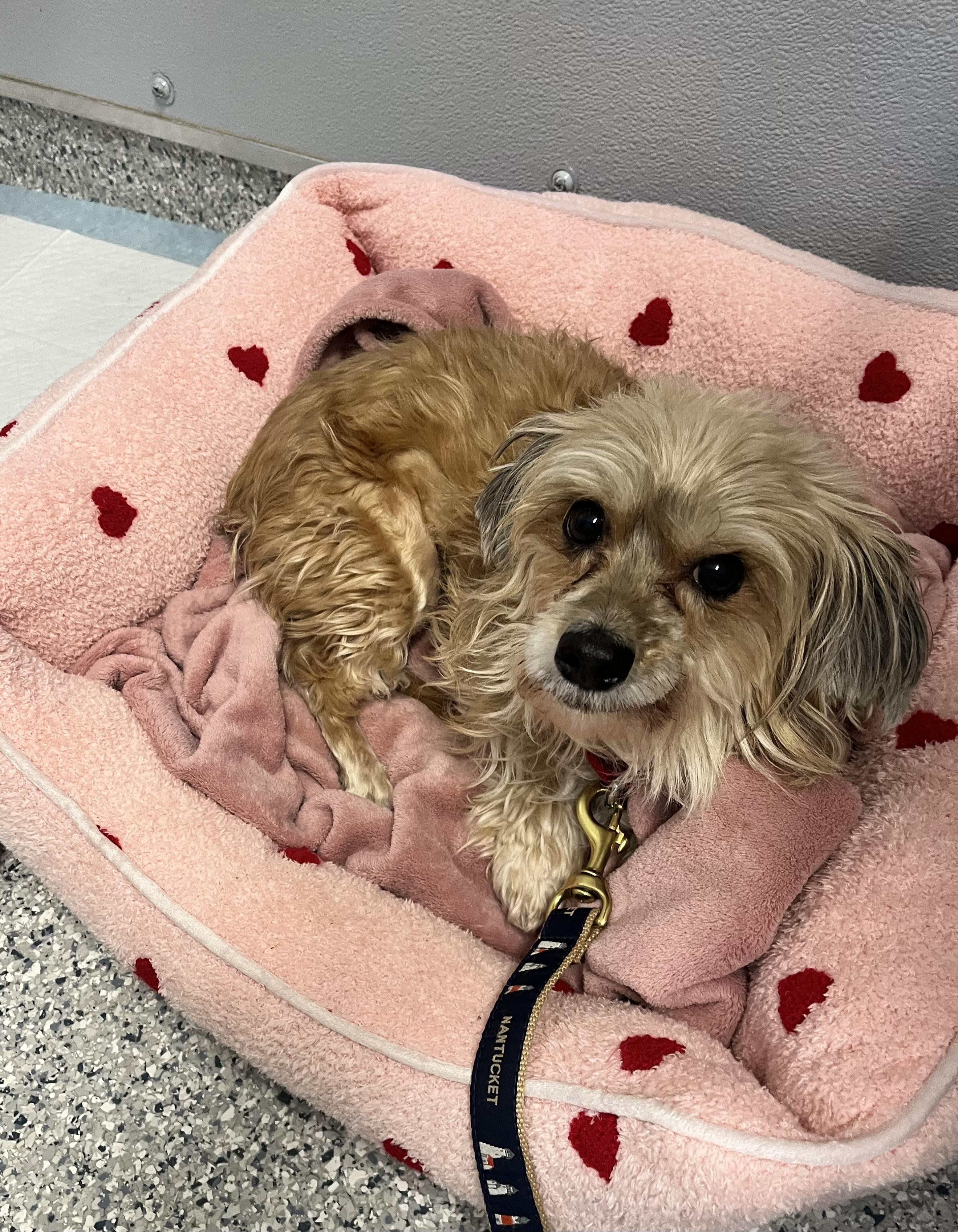 July (aka Juju), Adoptable, Adult Female Norfolk Terrier.