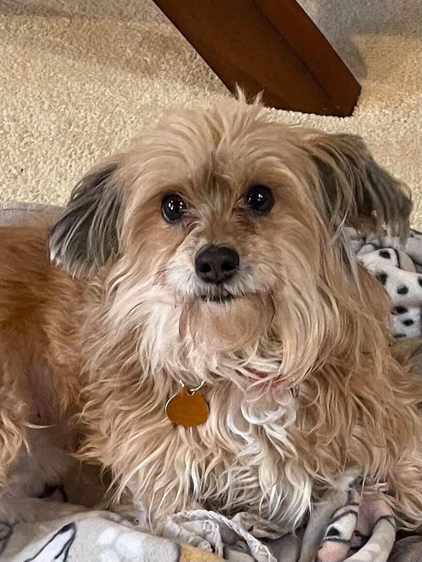 July (aka Juju), Adoptable, Adult Female Norfolk Terrier.