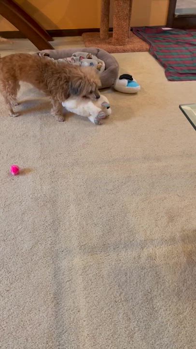 Enlarge July (aka Juju), a Adoptable mixed breed in Scituate, MA video 2/3