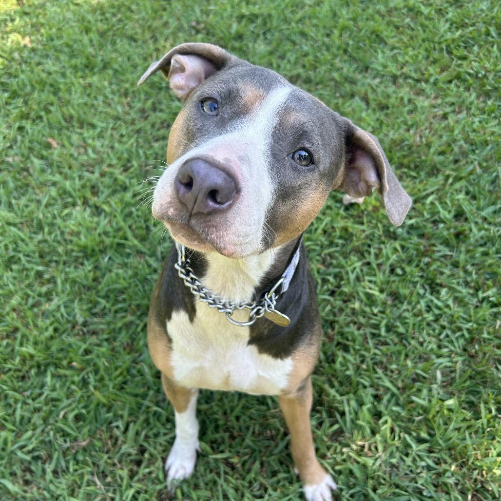 Enlarge Susie Q, a Adoptable Mixed Breed in Auburn, AL image 1/6