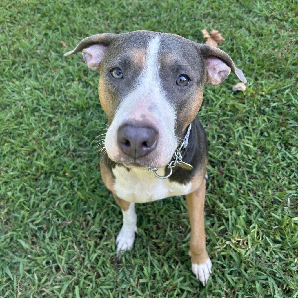 Enlarge Susie Q, a Adoptable Mixed Breed in Auburn, AL image 2/6